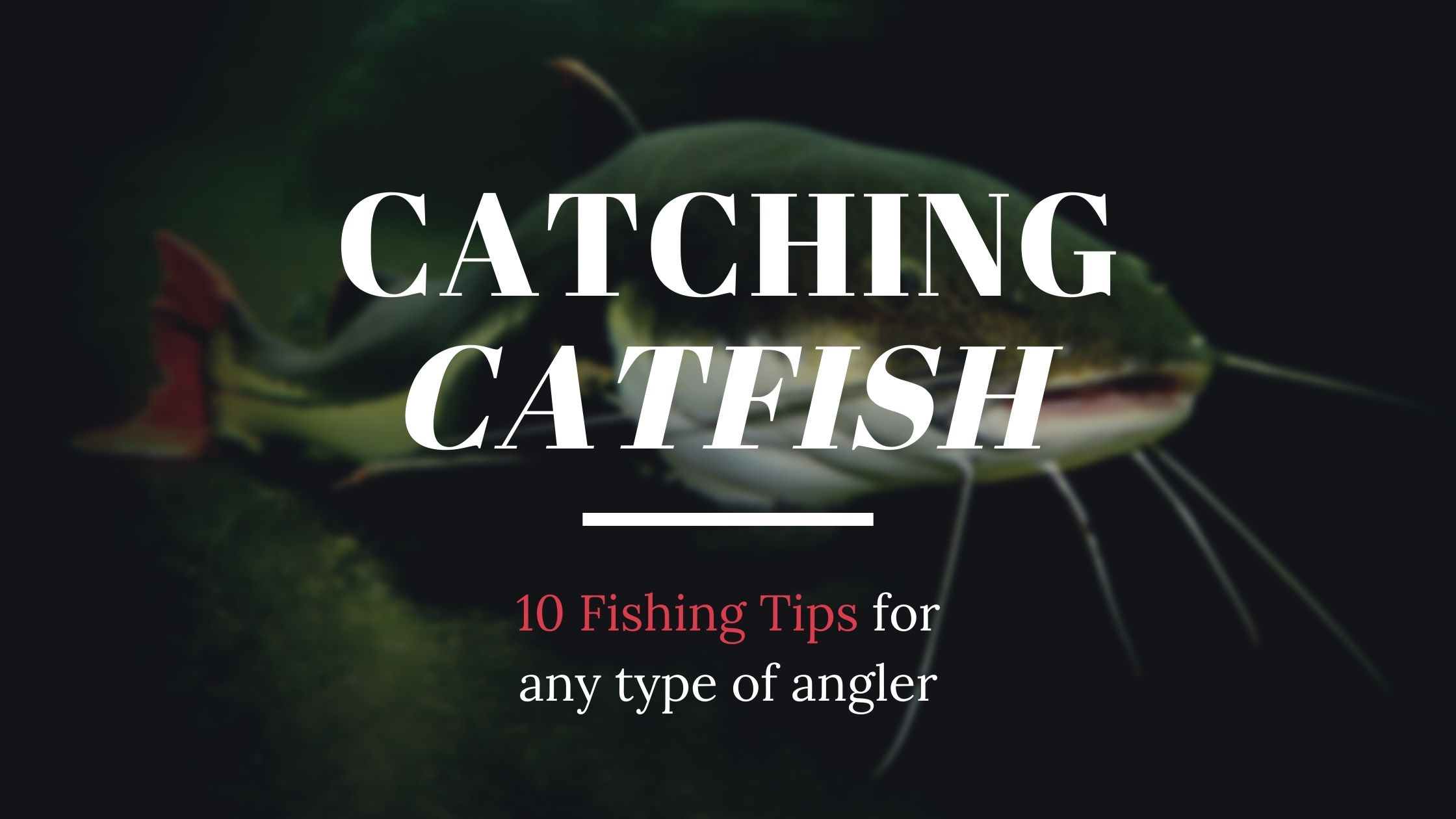10 Fishing Tips for Catfish For Any Type of Angler