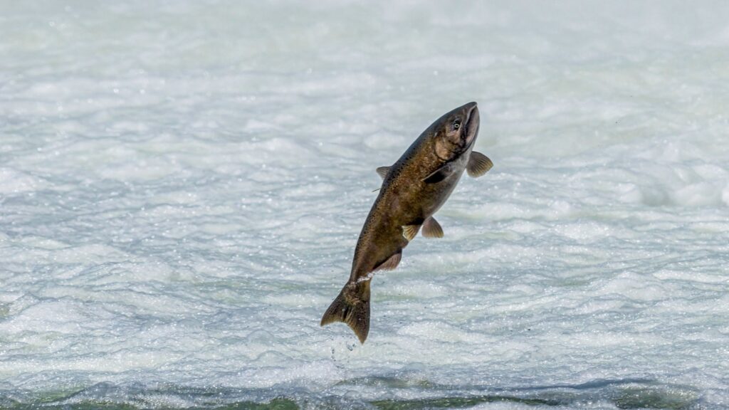 California Chinook Salmon