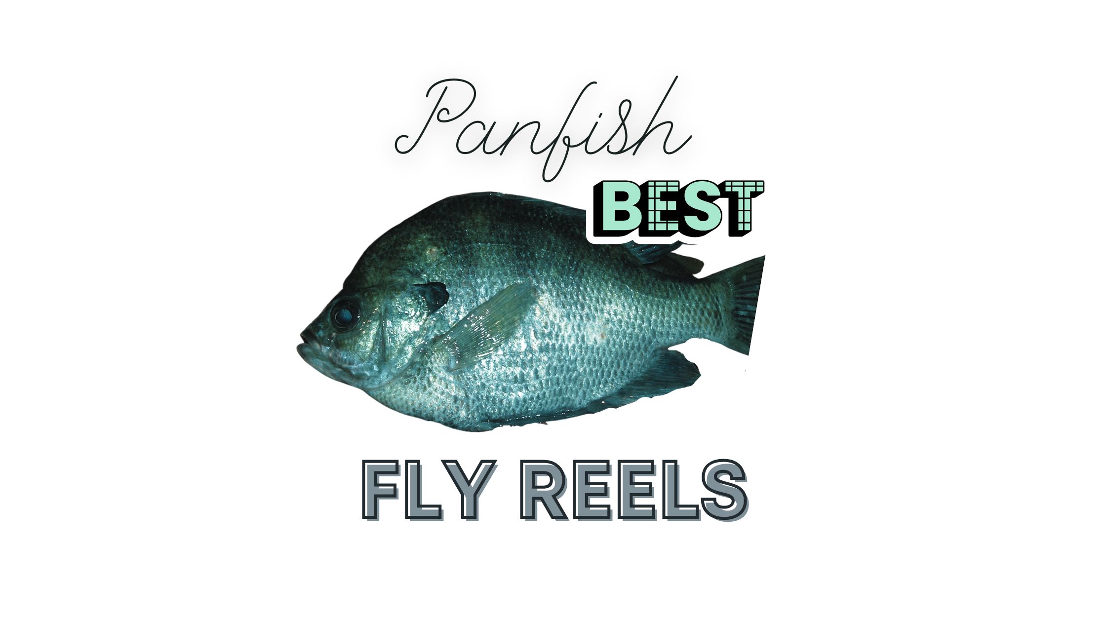best fly reels for panfish - blog cover